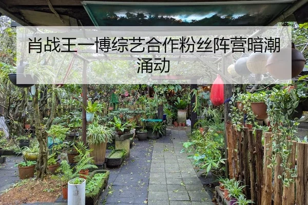 肖战王一博综艺合作粉丝阵营暗潮涌动